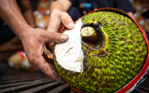 Mít tươi xuất khẩu chính ngạch sang Trung Quốc