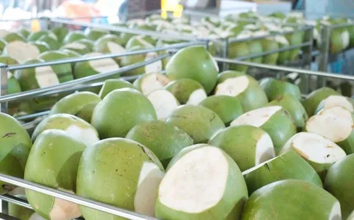 Vĩnh Long xuất khẩu hơn 35 triệu quả dừa tươi