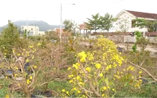 Cần vốn ưu đãi để tái sản xuất sau bão lũ