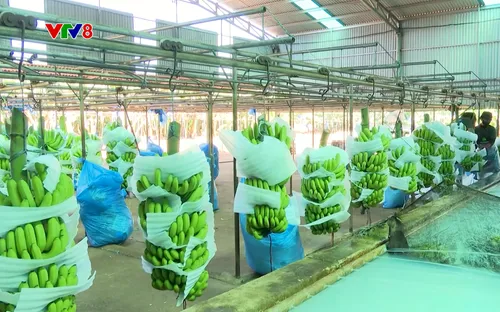 Tây Nguyên hôm nay: Doanh nghiệp - Vai trò quan trọng cho xuất khẩu (30/11/2025)