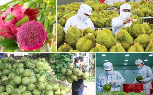 Xuất khẩu rau quả lập kỷ lục gần 8 tỷ USD