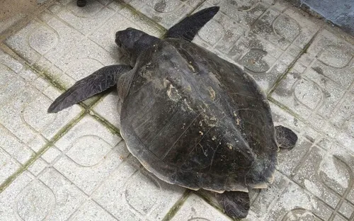 Đà Nẵng: Ngư dân bàn giao đồi mồi dứa quý hiếm, lực lượng chức năng thả về biển an toàn