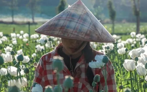 Xung đột khiến diện tích trồng thuốc phiện ở Myanmar tăng mạnh