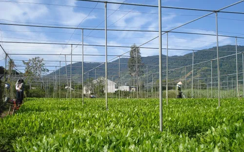 Nông nghiệp Việt Nam kiên định mục tiêu tăng trưởng 4%