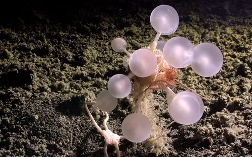 Phát hiện hàng trăm loài mới trong thử nghiệm khai thác khoáng sản đáy biển