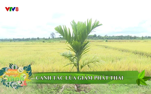 Nông nghiệp xanh: Canh tác lúa giảm phát thải (06/12/2025)