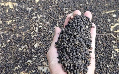 Xuất khẩu hồ tiêu 11 tháng thu về hơn 1,5 tỷ USD