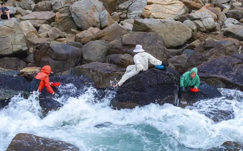 Gian nan nhặt “vàng đen” mùa biển động