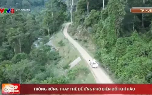 Trồng rừng thay thế để ứng phó biến đổi khí hậu