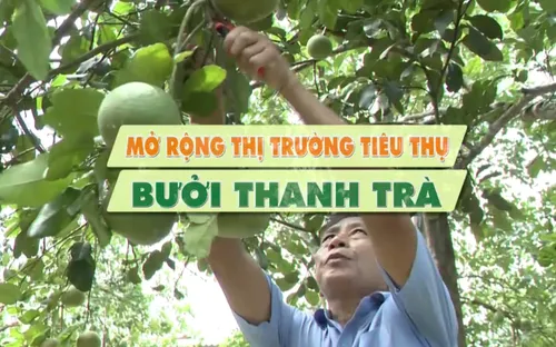 Mở rộng thị trường tiêu thụ bưởi thanh trà
