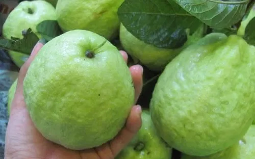 Ổi lê Mộ Đức: Cây trồng tỷ đồng thay đổi diện mạo nông nghiệp địa phương