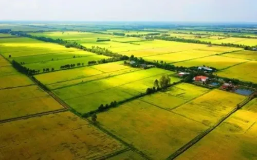 Nông sản được khấu trừ thuế, bỏ điều kiện hoàn thuế từ 2026