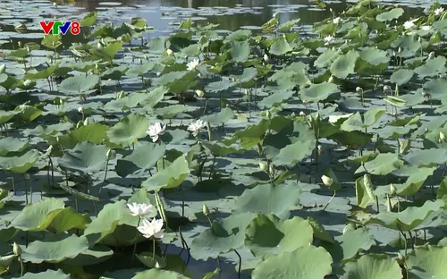 Sống Xanh: Bản sắc mới từ tái cơ cấu nông nghiệp (14/12/2025)