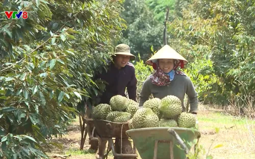 Tây Nguyên hôm nay: Tạo sức bật cho nông sản Đắk Lắk (13/12/2025)