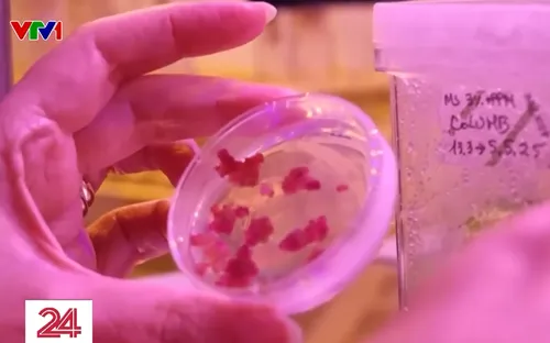 Bữa ăn tương lai của con người từ công nghệ tế bào và in 3D