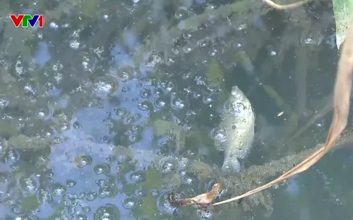 Làm rõ nhà máy xả thải làm dòng kênh ở Phú Thọ đổi màu, bốc mùi hôi