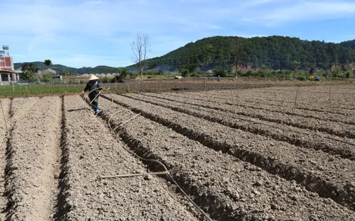 "Thủ phủ" hoa lay ơn lớn nhất cả nước lo âu vụ Tết