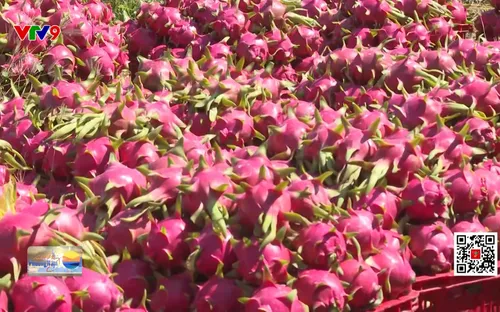 Thanh long nghịch vụ giá cao