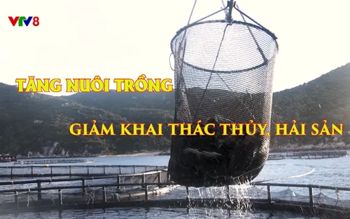 Phóng sự: Tăng nuôi trồng - Giảm khai thác thủy hải sản (18/12/2025)