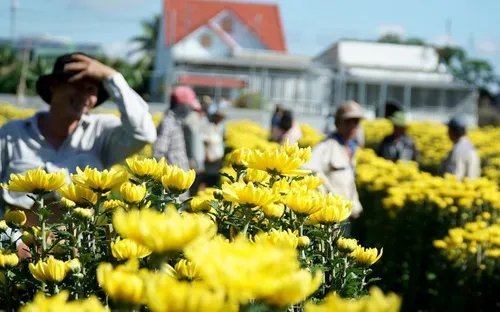 Làng hoa cúc Ninh Giang nỗ lực hồi sinh sau lũ đón Tết 2026