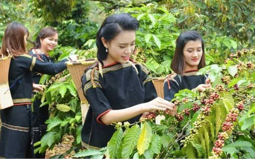 Xuất khẩu cà phê tiến gần mốc 8 tỷ USD nhờ được mùa được giá