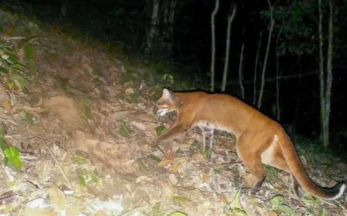 Nghệ An: Lần đầu tiên bẫy ảnh phát hiện beo lửa đặc biệt quý hiếm