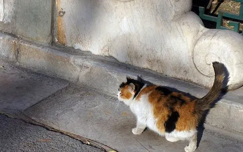 Bí ẩn "đội thị vệ đại nội": Vì sao Tử Cấm Thành có hàng trăm con mèo sinh sống?