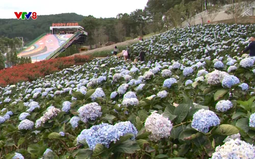 Phim tài liệu: Phát triển du lịch dựa vào bản sắc văn hoá các dân tộc (19/12/2025)