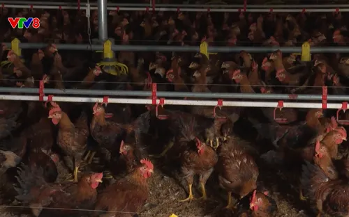 Phóng sự: Đắk Lắk - Thay đổi để thoát nghèo