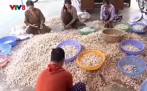 Giảm nghèo về thông tin – Đòn bẩy phát triển kinh tế bền vững ở Lý Sơn