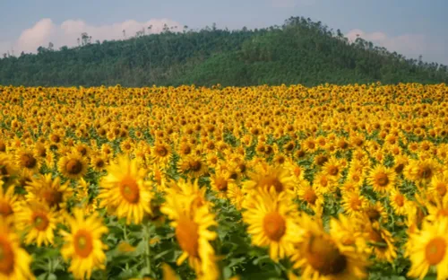 Cánh đồng hoa hướng dương bung nở rực rỡ tại Nghệ An