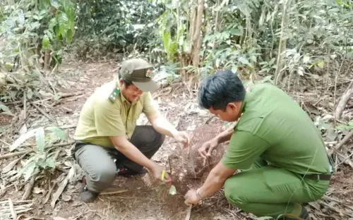 Đồng Nai: Người dân tự giác giao nộp khỉ cộc và tê tê quý hiếm để thả về rừng