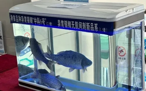 Trung Quốc tạo đột phá với giống cá diếc không xương dăm bằng công nghệ chỉnh sửa gen