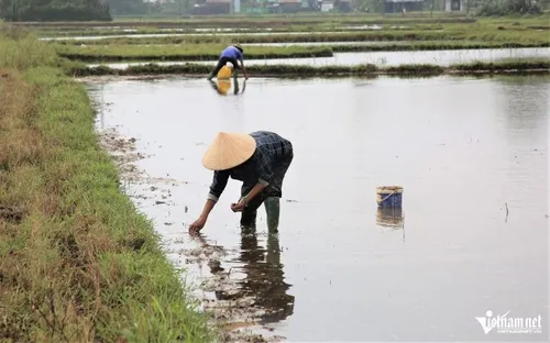 Nông dân Đà Nẵng tất bật thu hoạch củ tiền trên những cánh đồng bùn lầy cuối năm