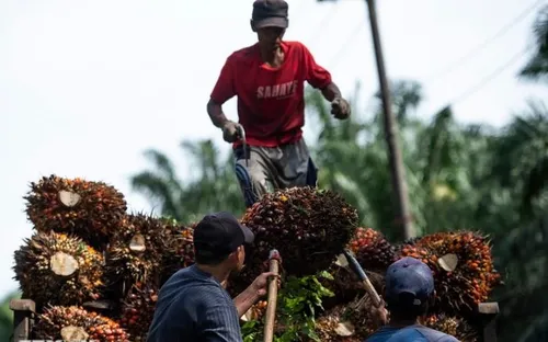 Dầu cọ thắng thế trong thỏa thuận Mỹ - Indonesia