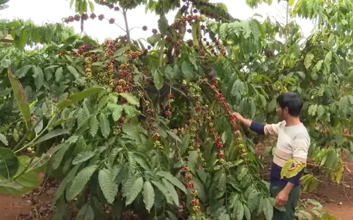 Gia Lai: Xóa mù chữ gắn với xóa nghèo