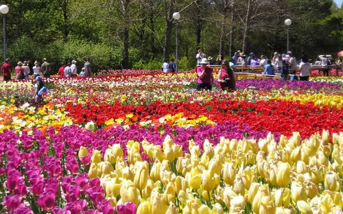 Đà Lạt mùa lễ hội: Cẩm nang tận hưởng trọn vẹn thành phố ngàn hoa năm