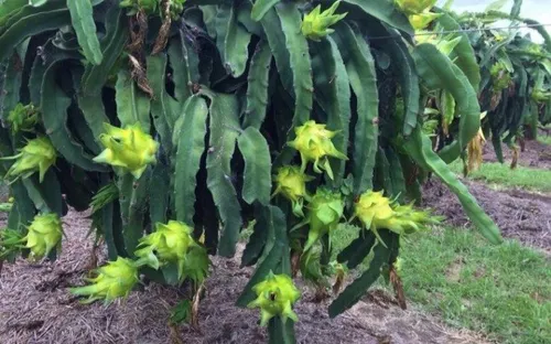 Thanh long tổ yến giá triệu đồng mỗi kg được trồng thành công tại Việt Nam