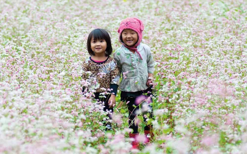 Sắc màu đá xám: Hành trình săn hoa tam giác mạch và hoa cải trên những rẻo cao phía Bắc