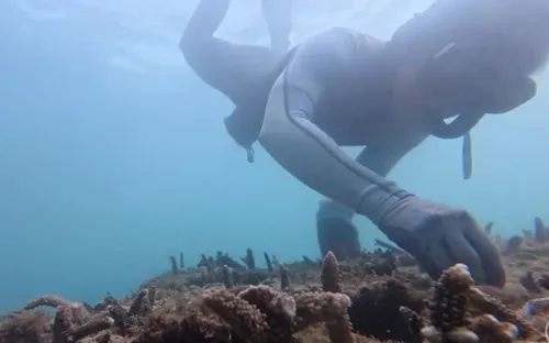 Những người âm thầm ươm mầm sống dưới đại dương