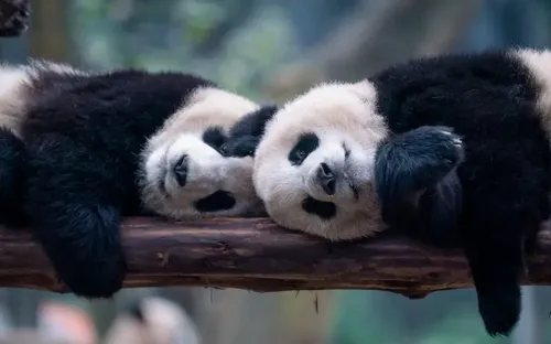 Trung Quốc ra mắt "siêu cơ sở" bảo tồn gấu trúc ứng dụng công nghệ thông minh