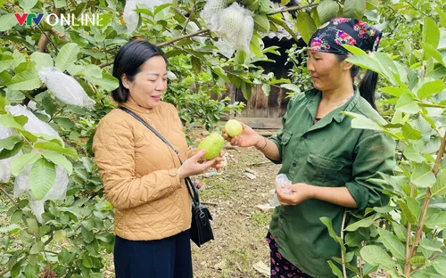 Tuyên Quang: Chuyển đổi cây trồng, vật nuôi giúp đồng bào dân tộc cải thiện sinh kế