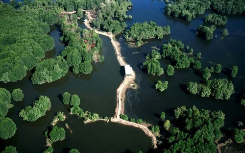 "Lá phổi xanh" Cần Giờ: Những mật mã sinh tồn dưới triều dâng