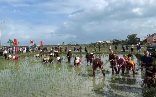 Lễ hội xuống đồng 2026: Khách Tây hào hứng cưỡi trâu, "lội bùn" cấy lúa