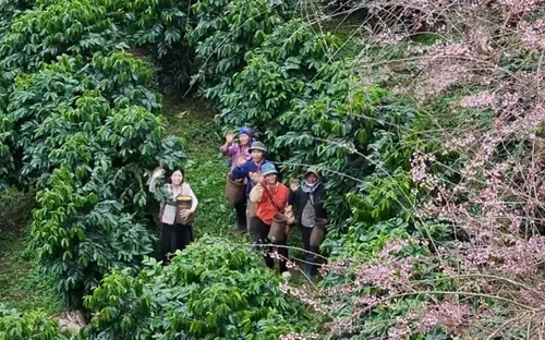 Thưởng thức cà phê  Arabica Măng Đen giữa mùa hoa anh đào