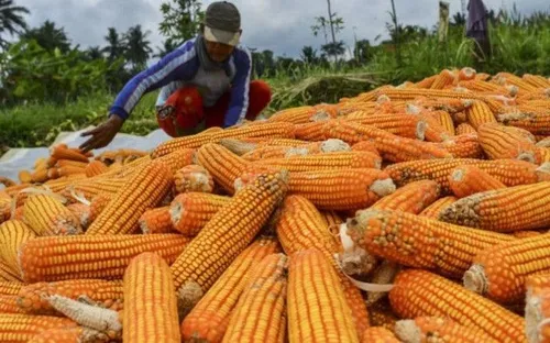 Sắc đỏ bao trùm thị trường nông sản