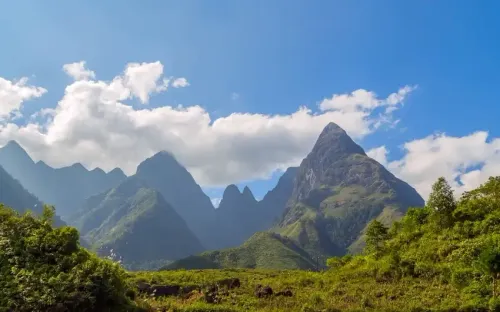 Mật mã gene của "vàng xanh" Hoàng Liên Sơn: Cuộc đua bảo tồn trước ngưỡng cửa tuyệt chủng