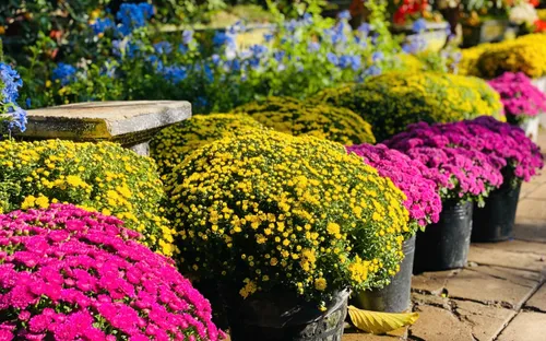 Thị trường hoa kiểng Tết TP.HCM khởi động sớm, giá cả ổn định