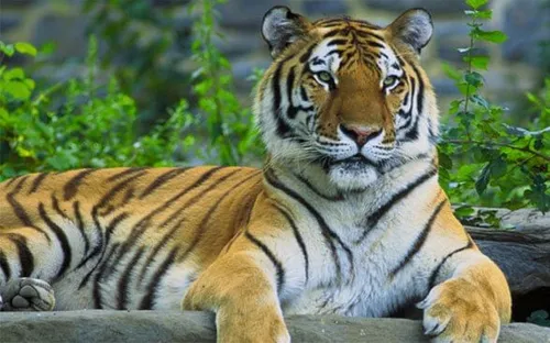 Hành trình tìm lại dấu chân "Chúa sơn lâm" giữa đại ngàn: Hy vọng mong manh từ những cánh rừng nguyên sinh