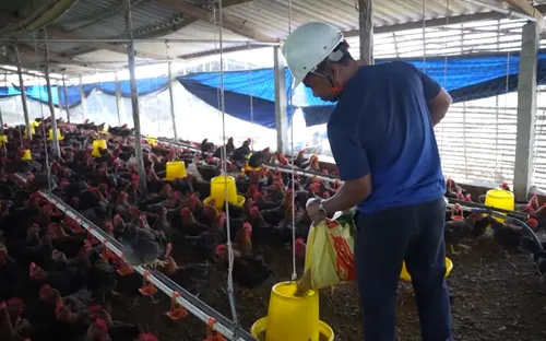 Tái sản xuất sau lũ để kịp phục vụ Tết